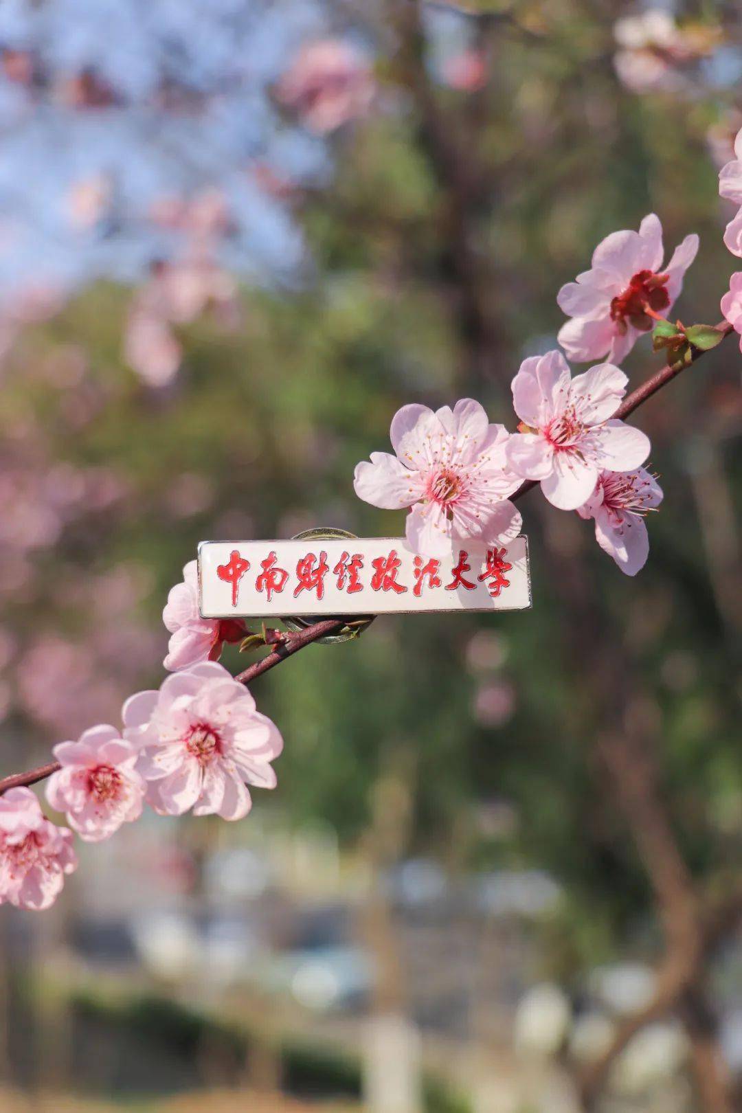 中南财经政法大学毕业证(中南财经政法大学毕业证图片)